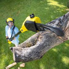 Best Lawn Maintenance Plans  in Detroit Lakes, MN